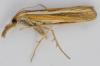 Agriphila tristella